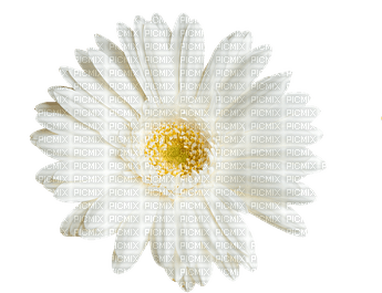 kukka flower fleur - png gratis