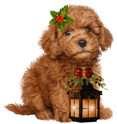 Perro con farol de navidad - PNG gratuit