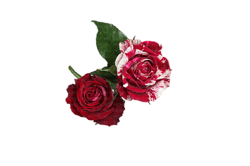 kikkapink red roses rose flower flowers spring - nemokama png
