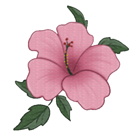 gif fleur rose - 免费动画 GIF