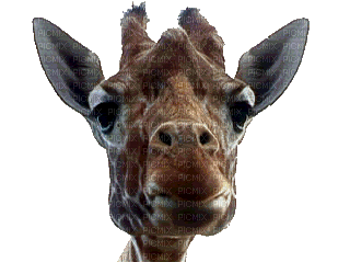 Giraffe bp - Zdarma animovaný GIF