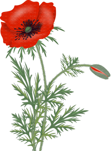 poppies - Free PNG