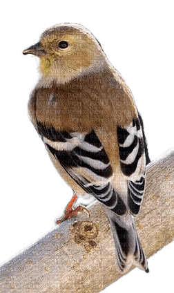 Vogel, Bird - PNG gratuit