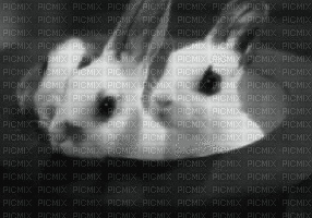 lapins - Animovaný GIF zadarmo