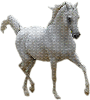 koń - PNG gratuit