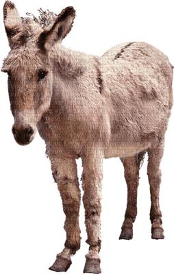 burro - безплатен png