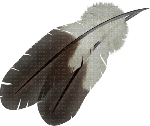 Feathers-RM - PNG gratuit