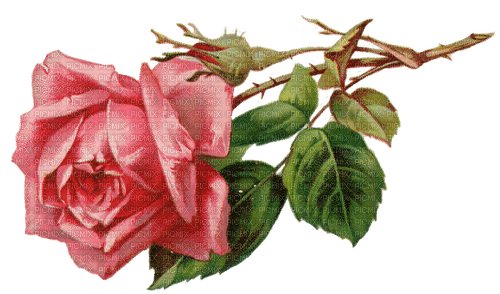 Vintage Rose - nemokama png