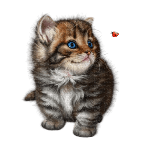Zizi_Diamond Cat - ilmainen png