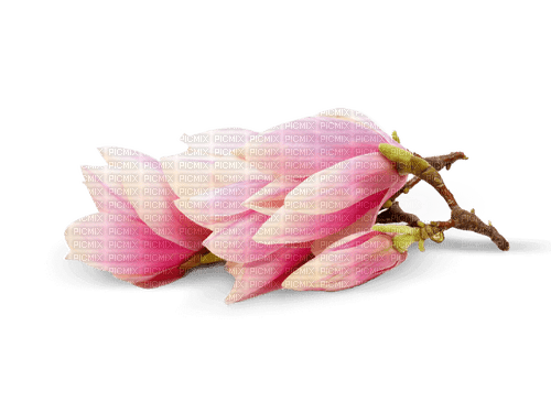 Magnolia - gratis png