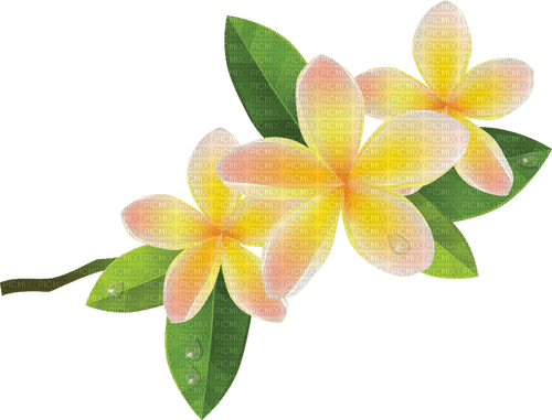 tropical flowers Bb2 - zadarmo png