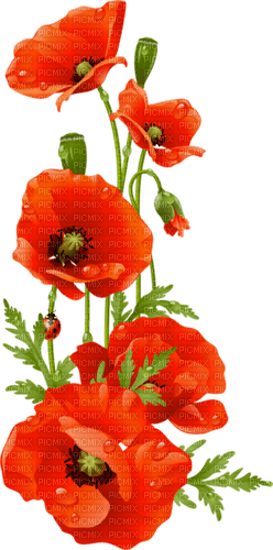 kikkapink deco poppy flower - δωρεάν png
