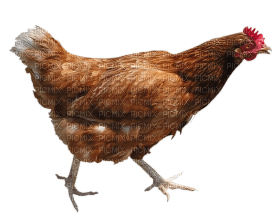 Kaz_Creations Chicken - bezmaksas png