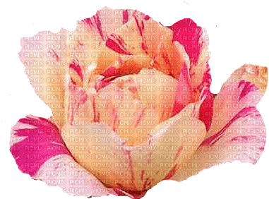 trandafir - darmowe png