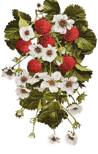 Erdbeeren, Erdbeerblüten - gratis png