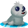 Baby Seal - 免费动画 GIF