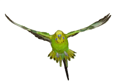 A parrot - GIF เคลื่อนไหวฟรี