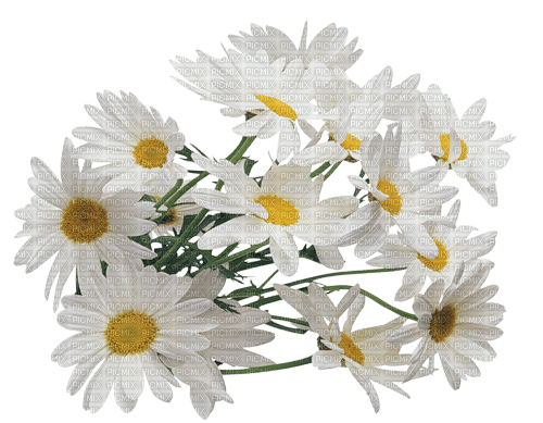 Summer Flowers - zdarma png