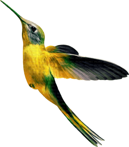 Kolibrie - kostenlos png