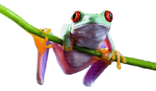 Kaz_Creations Frog - nemokama png