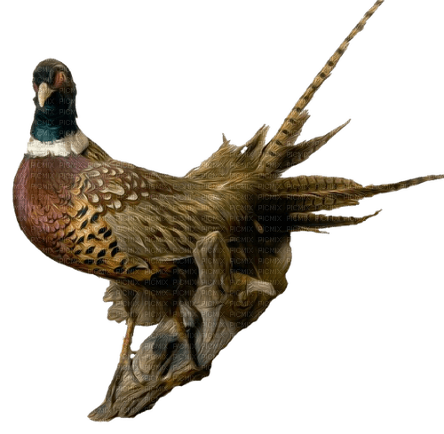 ptak  bird bażant pheasant - PNG gratuit