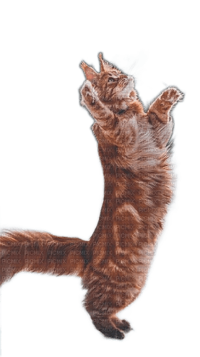 animalss cats nancysaey - png gratuito