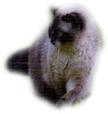 patymirabelle chat - zadarmo png