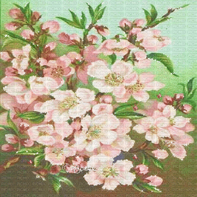soave background animated spring vintage flowers - 無料のアニメーション GIF