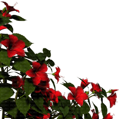 hibiscus - δωρεάν png