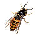 insecte HD - 無料のアニメーション GIF