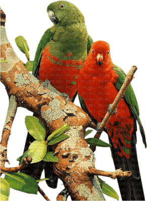 perroquet - png grátis