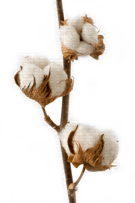 Flowers white bp - zdarma png