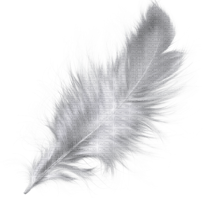 feather feder deco tube white ressort - Free PNG