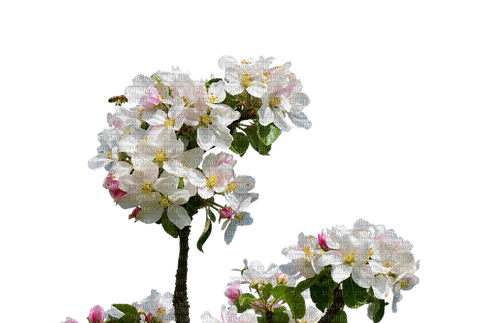 Apfelblüte - nemokama png