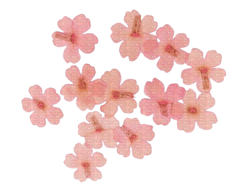 small pink pressed flowers - png ฟรี