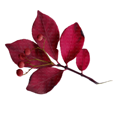 minou-red-leaf - PNG gratuit