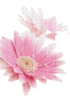 pink flowers 5 - nemokama png