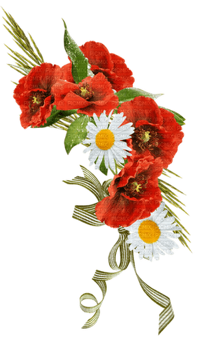 loly33 coquelicot - Free PNG