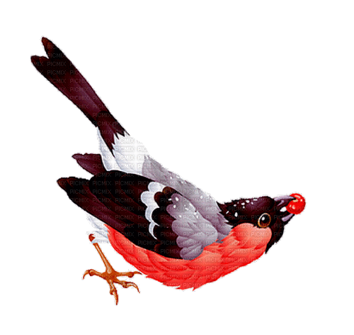птица, гиф, Карина - 無料のアニメーション GIF