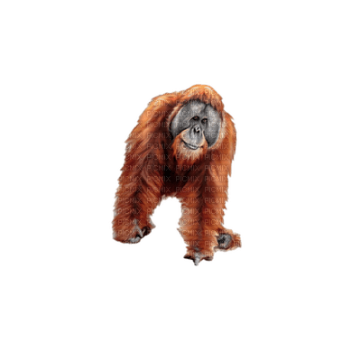 monkey bp - png grátis