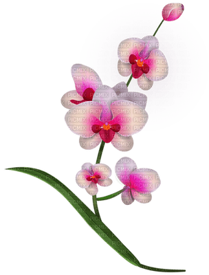 Kaz_Creations Flowers Flower - gratis png