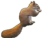 eichhörnchen - Бесплатный анимированный гифка