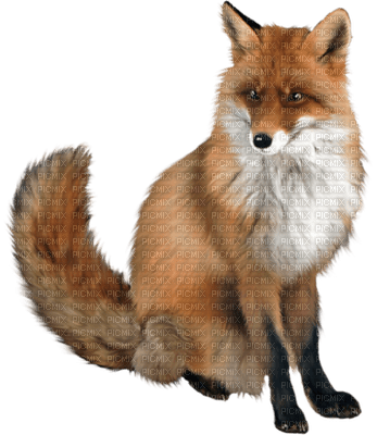 Kaz_Creations Fox - png ฟรี