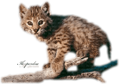bébé leopard - png gratis