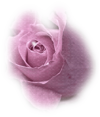 rose violette.Cheyenne63 - безплатен png
