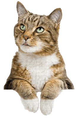 Kaz_Creations Cats Cat Kitten - ücretsiz png