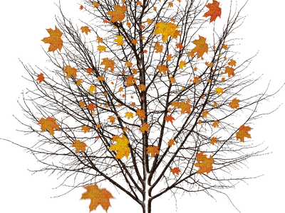 Autumn Tree - PNG gratuit