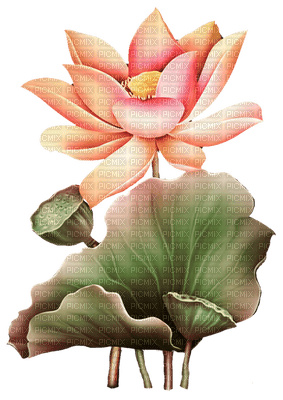 lotus flowers bp - png gratis