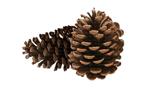 Pine Cone cones - kostenlos png