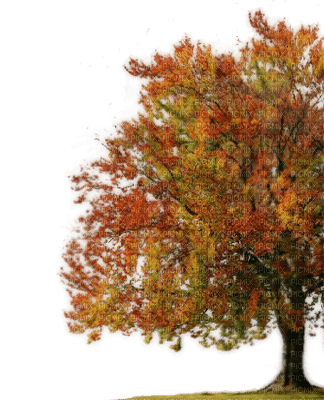 autumn tree - Free PNG